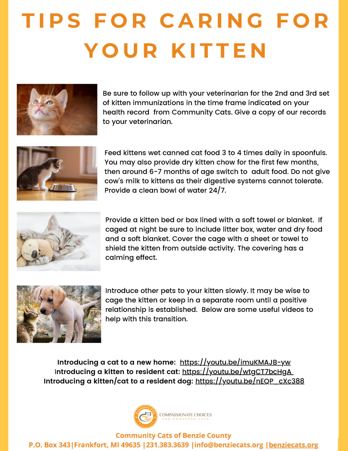 » Tips for Caring for Your Kitten