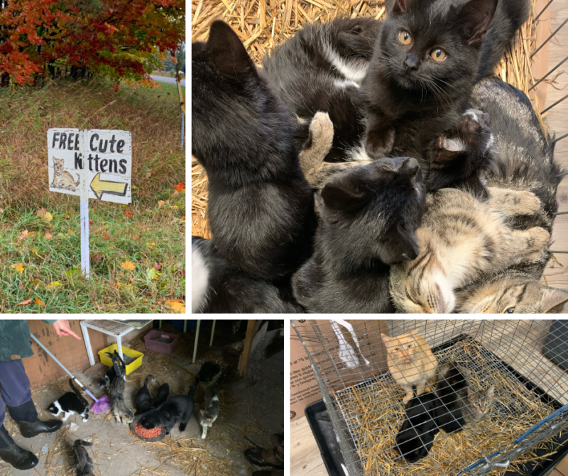 Farm kittens near hot sale me