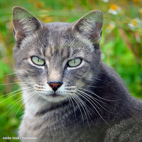 Barns Needed for Neutered Mousing Cats – Urgent for Spring 2019