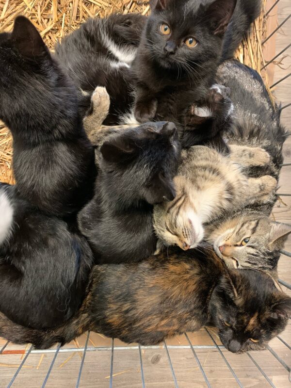 Barn Cats Out of Control!